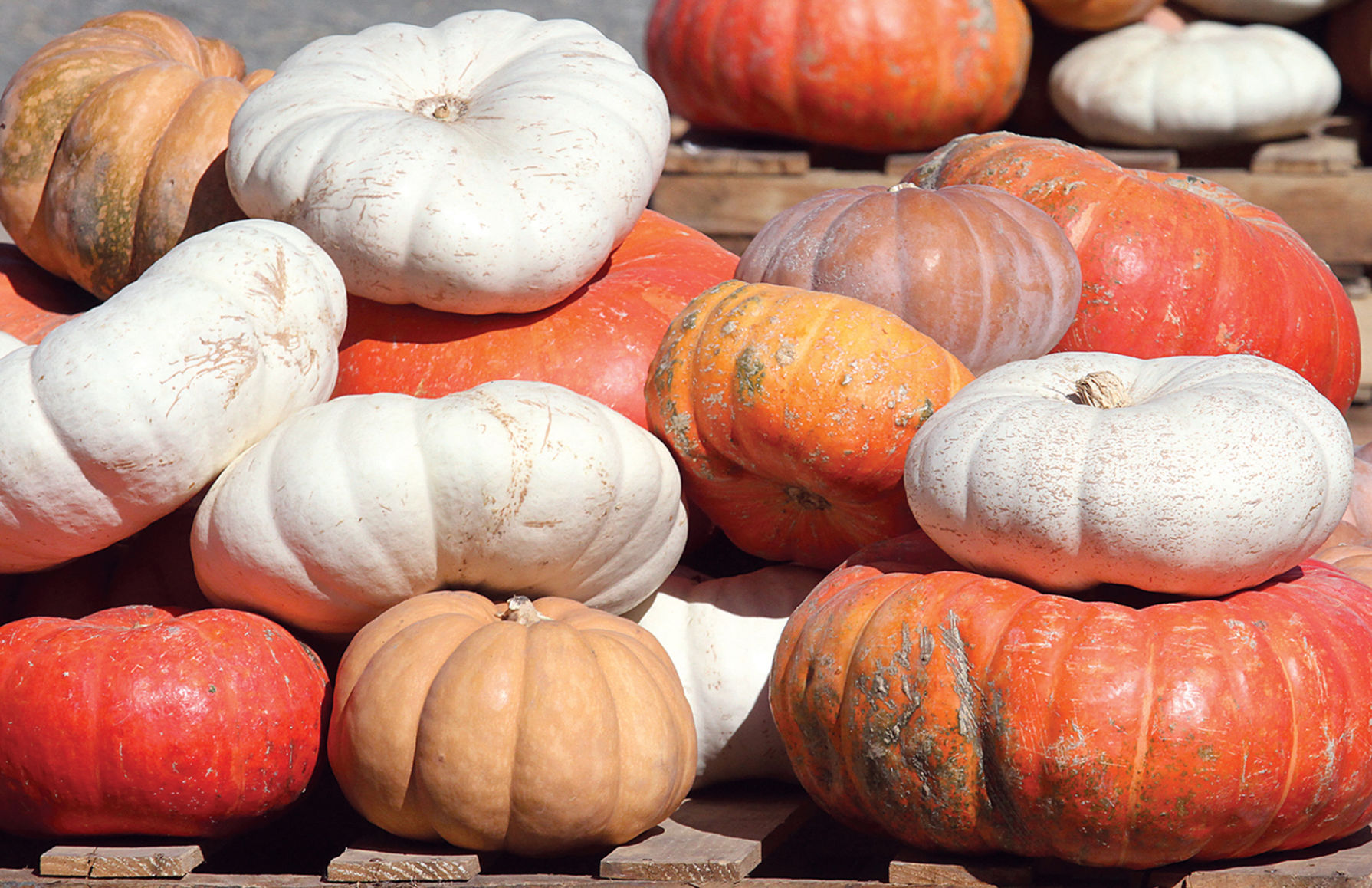 Downtown Pumpkin Patch